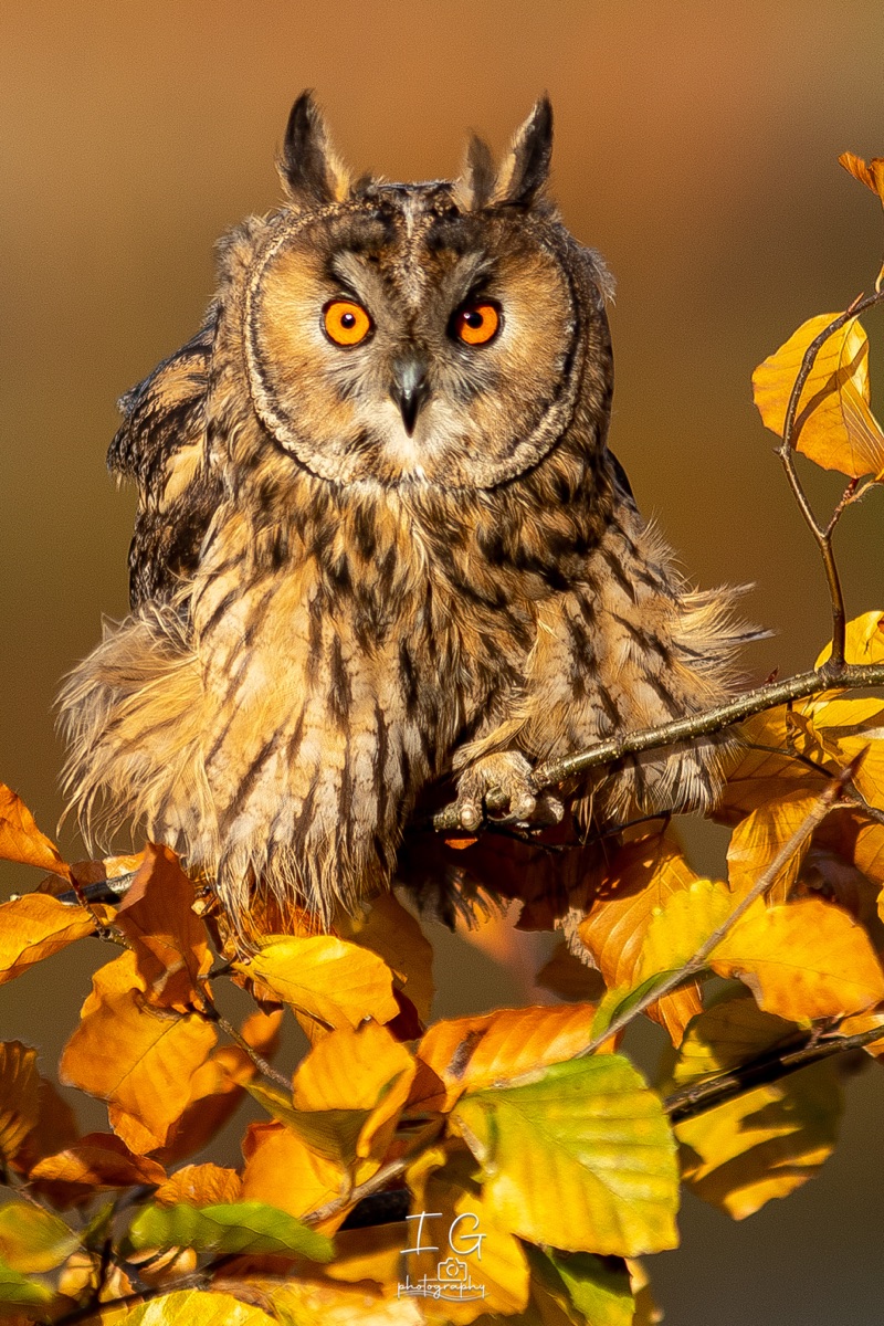 1DX43868 21 november 2021 1342 01